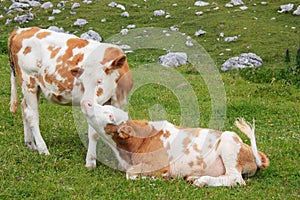 Two adorable calves hugging and snuggling