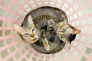 Two adorable Cats lying in basket. Lovely Couple family friends sisters time at Home. kittens cuddle snuggle together.