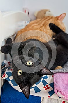 Two adorable cats playing photo
