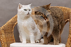 Two adorable cats of the Scottish Straight breed of white and golden color