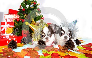 Two adorable chihuahua dog wearing a New Year conical hat.