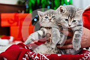 Two Adorable Christmas kittens in male hands under Christmas tree, like a gift for kids for Christmas. Christmas presents concept