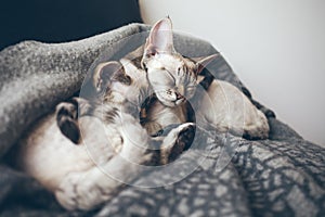 Two adorable and cute Devon Rex cats.