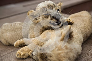 Two adorable cute yellow baby lions sleeping in Surabaya Zoo photo