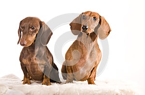 Two adorable dachshund isolated