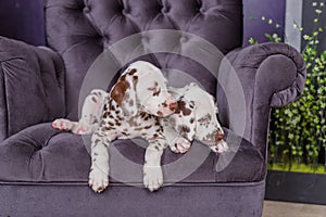 Two adorable dalmatian puppies on a chair idoors