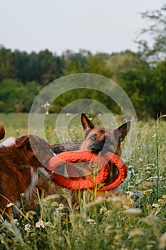 Two adorable dogs play tug of war with round rubber toys in summer field at sunset. Happy active energetic Australian