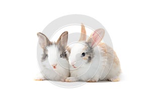 Two adorable fluffy rabbits together on white background, cute bunny pet animal concept