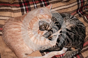 Two adorable fluffy tabby cats hugging with paws and tails on plaid blanket