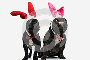 Two adorable french bulldog dogs looking up, licking mouth