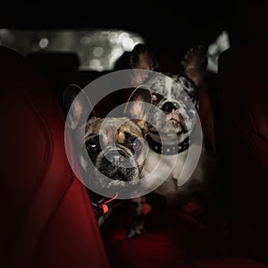 Two adorable french bulldog dogs sitting in a car