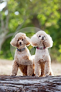Two adorable French Poodle dogs in a forest