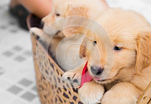 Two adorable golden retriever puppies sitting in big basket