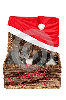 Two adorable, grey and black kittens peeping curiously out of a wicker basket with simple red Christmas decoration - holly berries