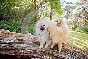 Two adorable grey Toy Pomeranian puppies on a log in a forest