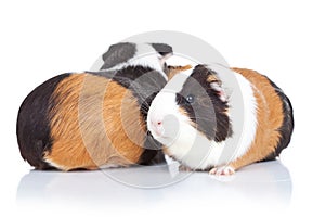 Two adorable guinea pigs