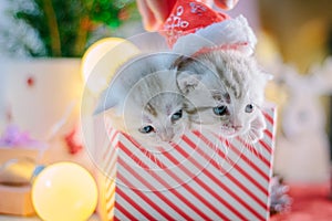 Two adorable kittens in a christmas gift box.