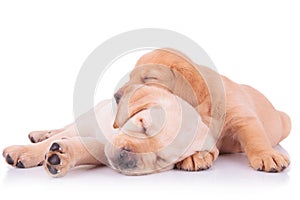 Two adorable labrador retriever puppy dogs sleeping