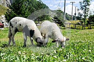 Two adorable lambs grazing in green meadow. Animals on the farm. Young sheep on green field. Lambs eating grass on pasture. Livest