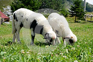 Two adorable lambs grazing in green meadow. Animals on the farm. Young sheep on green field. Lambs eating grass on pasture. Livest