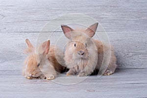 Two adorable little brown bunny rabbit with relaxation action and stay on gray wooden pattern background