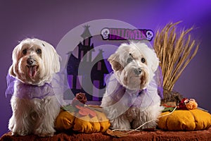 Two adorable little dogs wearing festive Halloween costumes next to pumpkins