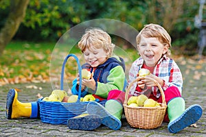 Two adorable little kid boys eating apples in home's garden, outdoors. Own harvest. Preschool chilldren, cute