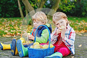 Two adorable little kid boys eating apples in home's garden, outdoors. Own harvest. Preschool chilldren, cute