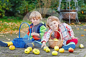 Two adorable little kid boys eating apples in home& x27;s garden, outdoors. Own harvest. Preschool chilldren, cute