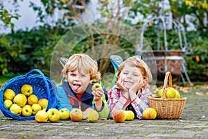 Two adorable little kid boys eating apples in home's garden, outdoors. Own harvest. Preschool chilldren, cute