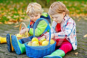 Two adorable little kid boys eating apples in home's garden, outdoors. Own harvest. Preschool chilldren, cute