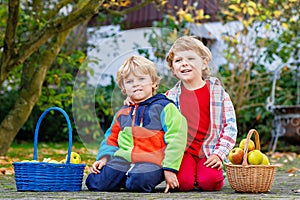 Two adorable little kid boys eating apples in home's garden, outdoors. Own harvest. Preschool chilldren, cute