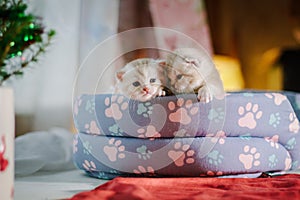 Two adorable little kittens sitting in a pet pad