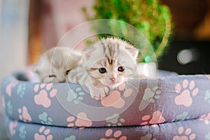 Two adorable little kittens sitting in a pet pad