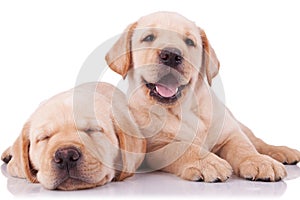 Two adorable little labrador retriever puppies