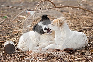 Two adorable mixed breed stray puppies