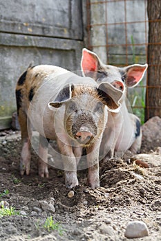 Two adorable piglets