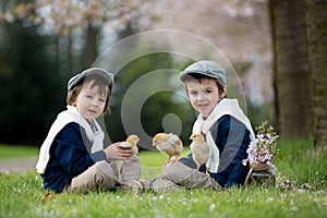 Two adorable preschool children, boy brothers, playing with little chicks