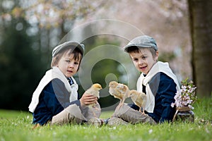 Two adorable preschool children, boy brothers, playing with little chicks