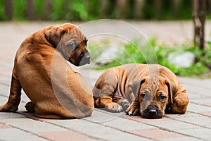 Two adorable Rhodesian Ridgeback resting at the yard