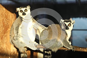 Two adorable ring-tailed lemurs on wooden bar in zoo