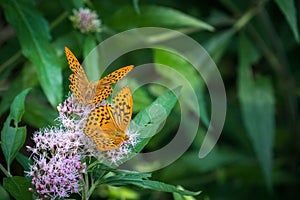 Two adorable Silver-washed fritillaries on pink Hemp-agrimony flower