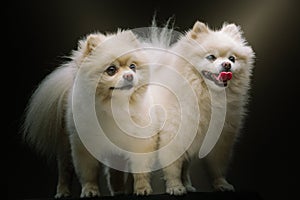 Two Adorable Spitz Dogs. Studio shot