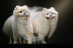 Two Adorable Spitz Dogs. Studio shot