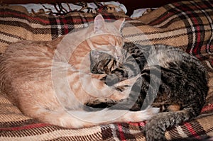 Two adorable tabby cats sleeping and hugging with paws and tails on plaid blanket at home