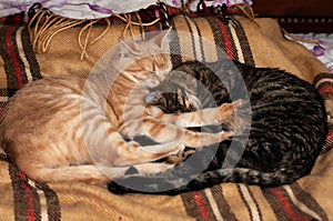 Two adorable tabby cats sleeping together and hugging with paws on plaid blanket at home