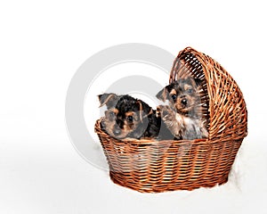 Two adorable terrier puppies in basket