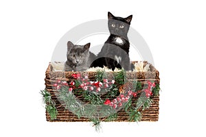Two adorable three months old kittens, a grey, and a black with white one, sitting in a wicker basket, decorated with pine twigs