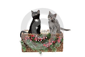 Two adorable three months old kittens, a grey, and a black with white one, sitting in a wicker basket, decorated with pine twigs