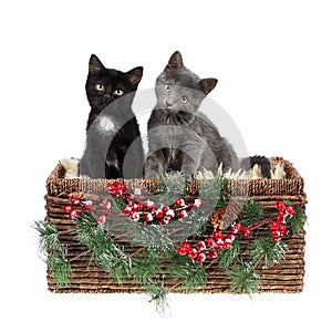 Two adorable three months old kittens, a grey, and a black with white one, in a wicker basket, decorated with pine twigs and holly